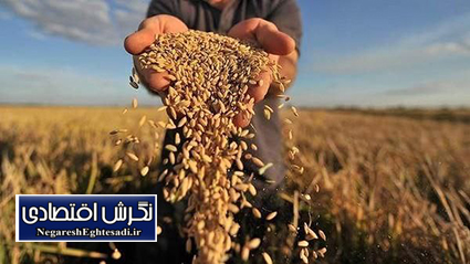 بوجاری و ضدعفونی بذر راهکار اصلی جلوگیری از بیماری‌ها و آفات پرخسارت غلات
