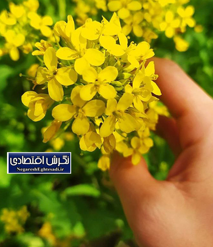 آغاز کشت دانہ روغنے کلـــــزا در شهرستان آبیـــــک
