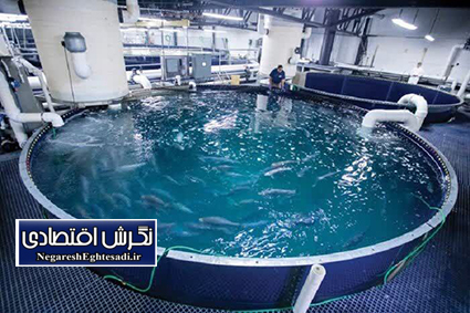 تجهيز دومين مزرعه ماهی كرمانشاه به فناوری‌های نوين 🟡دومين مزرعه پرورش ماهي سردابي مداربسته در استان كرمانشاه با هدف ارتقاي بهره‌وري و كاهش وابستگي به منابع آبي، به دستگاه‌هاي ازن ژنراتور و نانوحباب‌ساز مجهز شد.