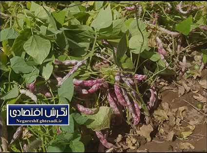 شازند، پایتخت لوبیای ایران با تولید ۱۳ هزار تن در سال
