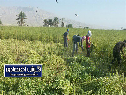 برداشت پربار کنجد در فراشبند: ۶۰۰ هکتار کشت پایدار با مزایای اقتصادی