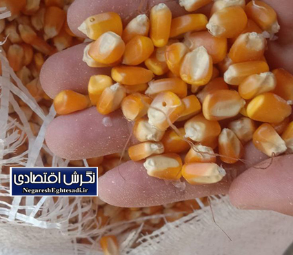 گام مؤثر جهاد کشاورزی لرستان: توزیع ۳ هزار تن نهاده دامی برای حمایت از دامداران خرم‌آباد