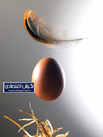 یزد پیشتاز تولید و صادرات تخم مرغ در کشور